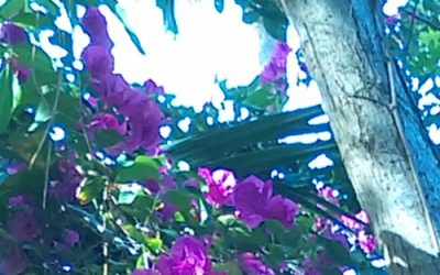 Pest Control for Naples Homeowners Associations