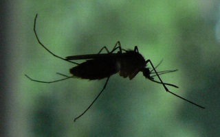 Naples Mosquito Control