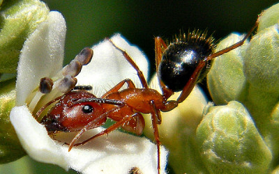 Acrobatic Ants Video