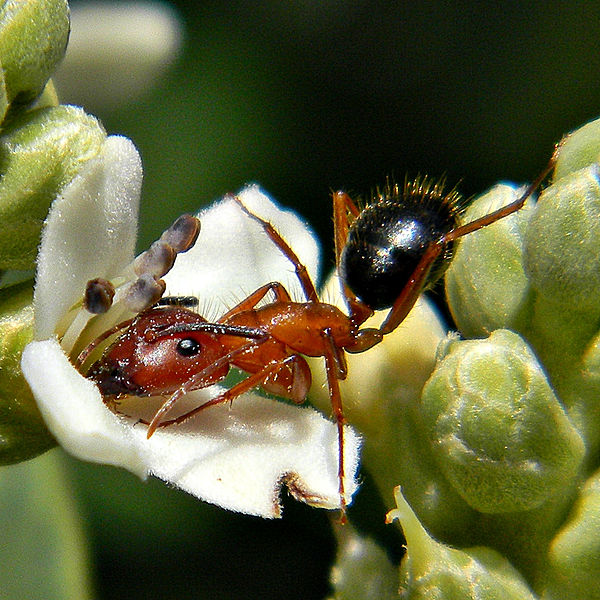 acrobatic ant