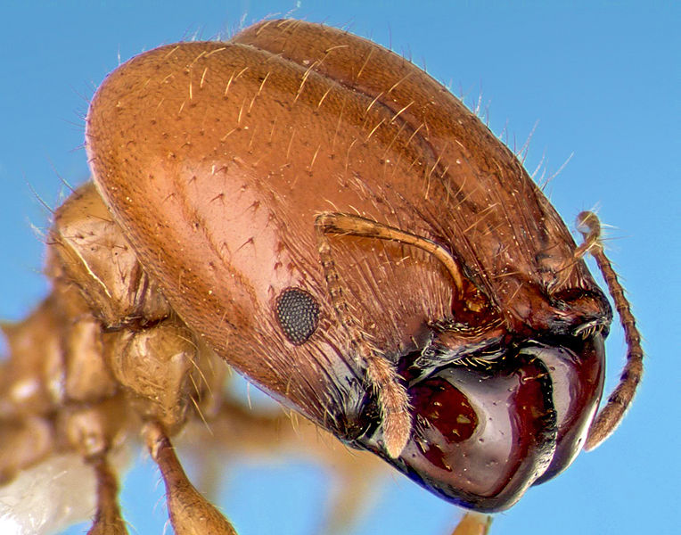 Ant Extermination Services