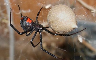 Black Widow Spider Control