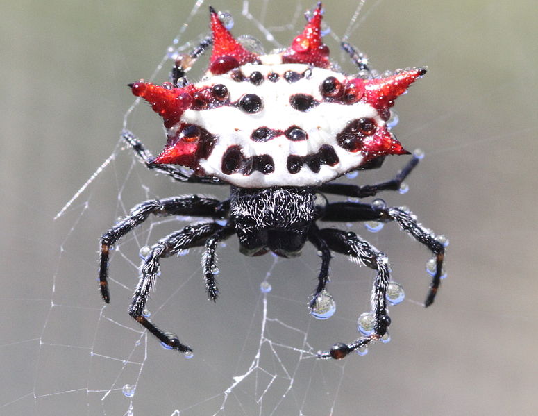 orb spider is found in naples area