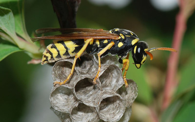 Naples Wasp Control, Exterminator Services