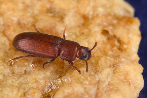 red-flour-beetle