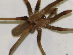 southern house spider