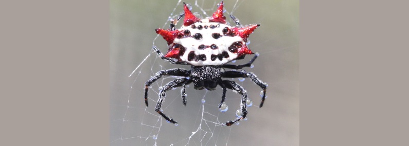 swfl spider id page