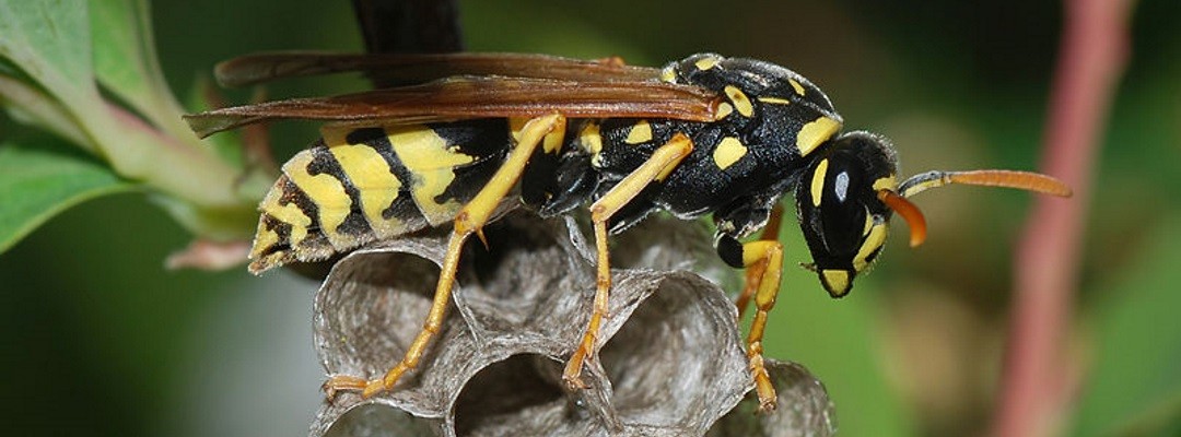 wasp id page