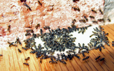 Swarming Ants & Termites in SWFL