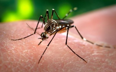 Florida Mosquito Control & Prevention Tips