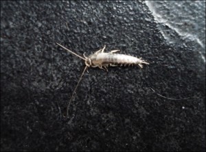 silverfish
