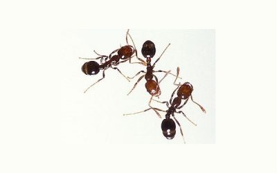 Naples Fire Ant Control