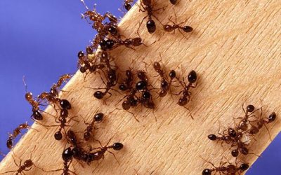 Naples FL Ant Control