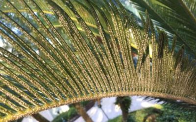 Naples, FL. Landscape Problems: Asian Scale on Sago Palms
