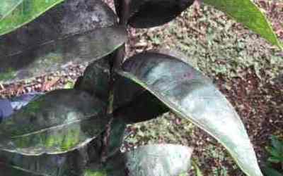 ixora shrubs sooty mold naples florida