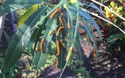 Naples Landscape Problems, Oleander Caterpillars