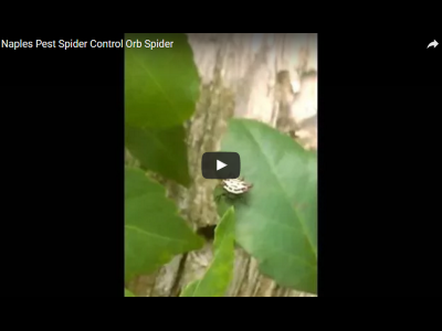 Pest Control Video: Orb Spider