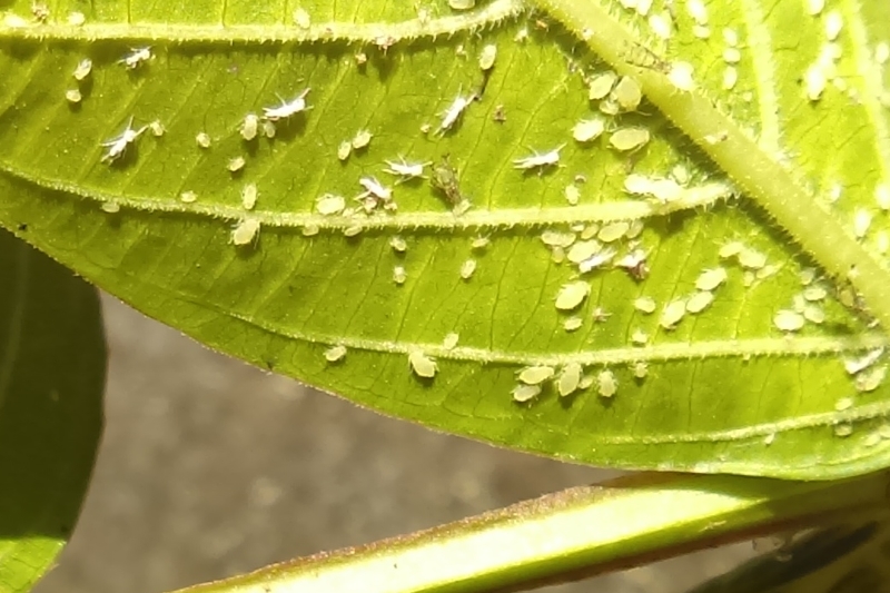 naples fl aphids landscape pest control